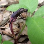 ユキモチソウの枯れた花の写真です。横浜市 青葉区 寺家ふるさと村で、2024年5月6日に撮影したものです。