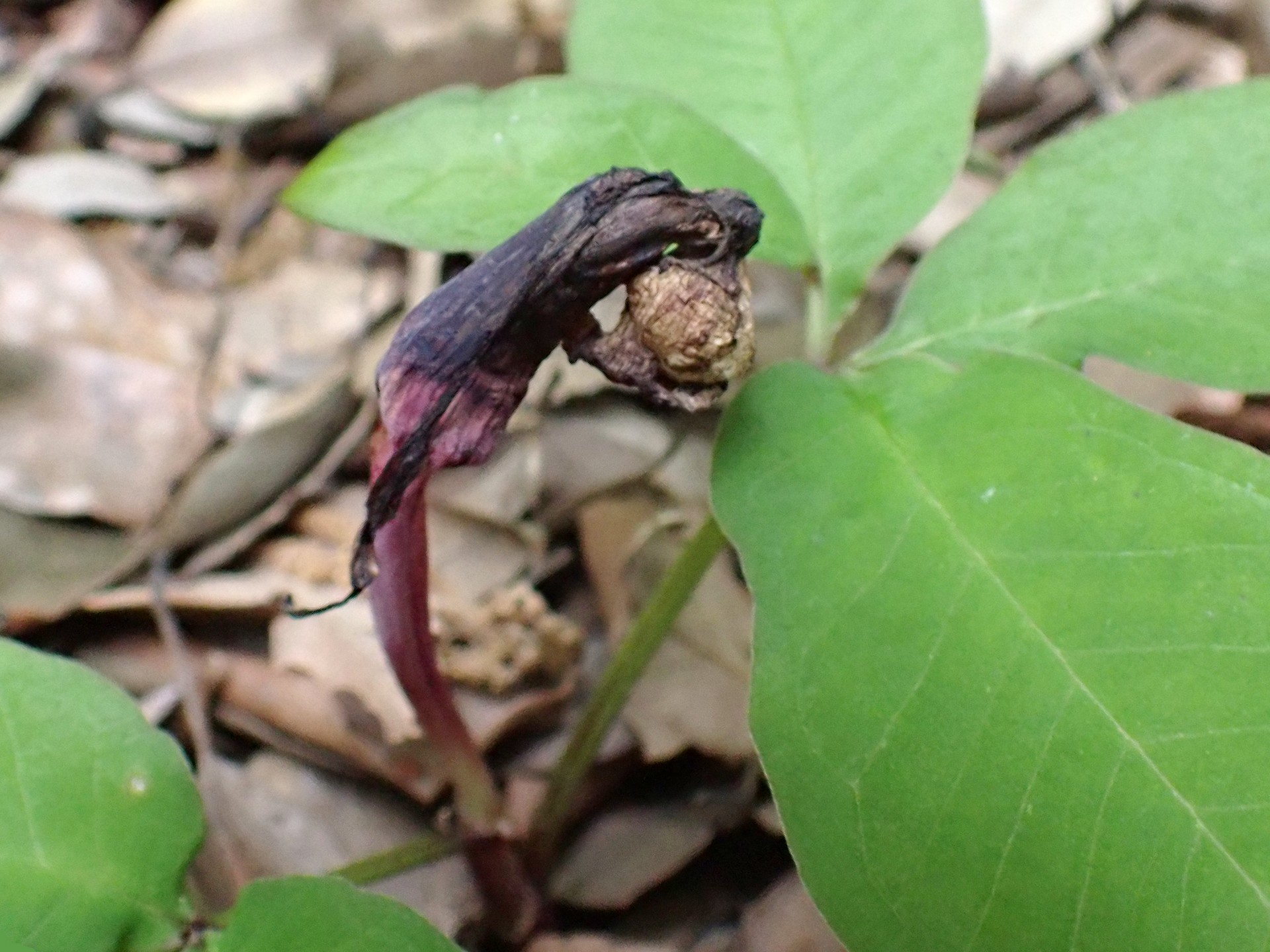 ユキモチソウの枯れた花の写真です。横浜市 青葉区 寺家ふるさと村で、2024年5月6日に撮影したものです。