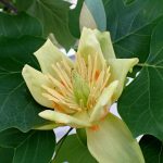 ユリノキの花の高画質写真です。横浜市 青葉区 寺家ふるさと村で、2024年5月6日に撮影したものです。