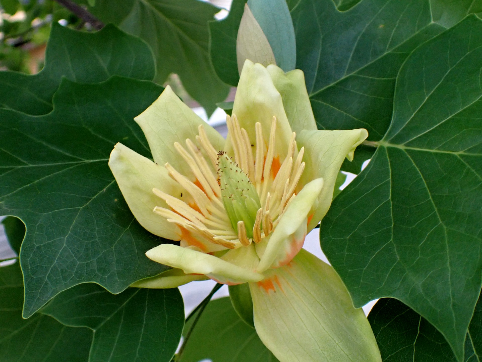 ユリノキの花の高画質写真です。横浜市 青葉区 寺家ふるさと村で、2024年5月6日に撮影したものです。