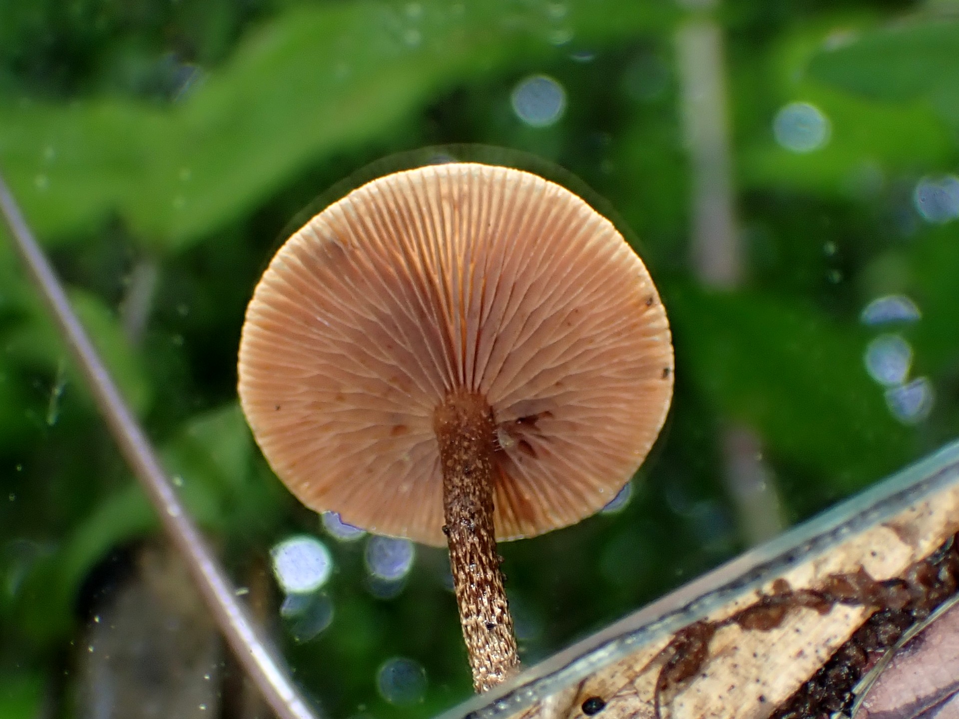 赤茶色の小きのこのカサの裏と柄 の高画質写真です。横浜市 青葉区 寺家ふるさと村で、2024年6月3日に撮影したものです。