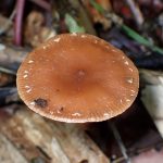 赤茶色の小きのこ の高画質写真です。横浜市 青葉区 寺家ふるさと村で、2024年6月3日に撮影したものです。