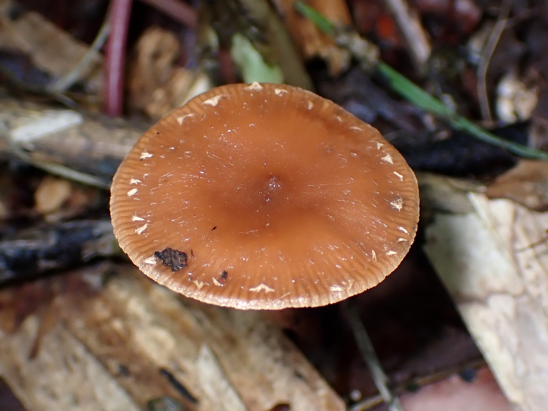 赤茶色の小きのこ の高画質写真です。横浜市 青葉区 寺家ふるさと村で、2024年6月3日に撮影したものです。