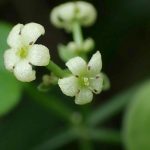 アカネの高画質写真です。横浜市で、2024年6月15日に撮影したものです。