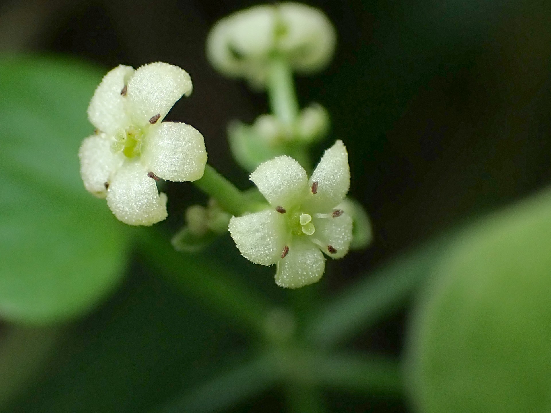アカネの高画質写真です。横浜市で、2024年6月15日に撮影したものです。