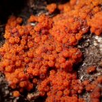 アカツブタケの仲間の高画質写真です。横浜市で、2024年6月19日に撮影したものです。