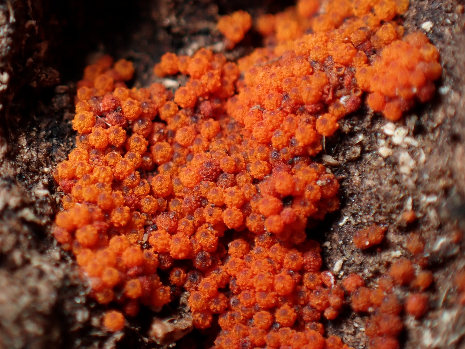 アカツブタケの仲間の高画質写真です。横浜市で、2024年6月19日に撮影したものです。