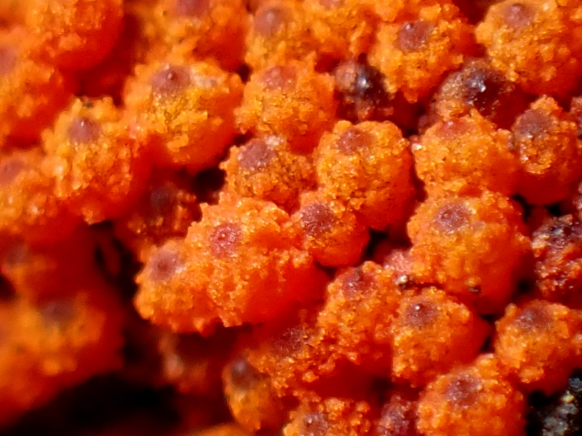 アカツブタケの仲間の高画質写真です。横浜市で、2024年6月19日に撮影したものです。