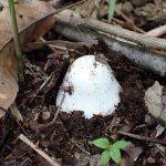 テングタケの仲間のタマゴ の高画質写真です。横浜市 青葉区 寺家ふるさと村で、2024年5月30日に撮影したものです。