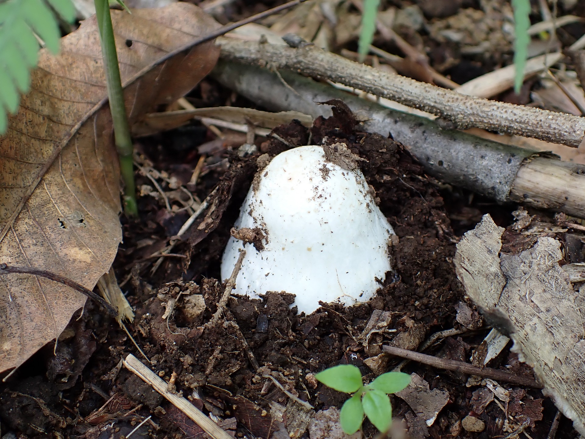 テングタケの仲間のタマゴ の高画質写真です。横浜市 青葉区 寺家ふるさと村で、2024年5月30日に撮影したものです。
