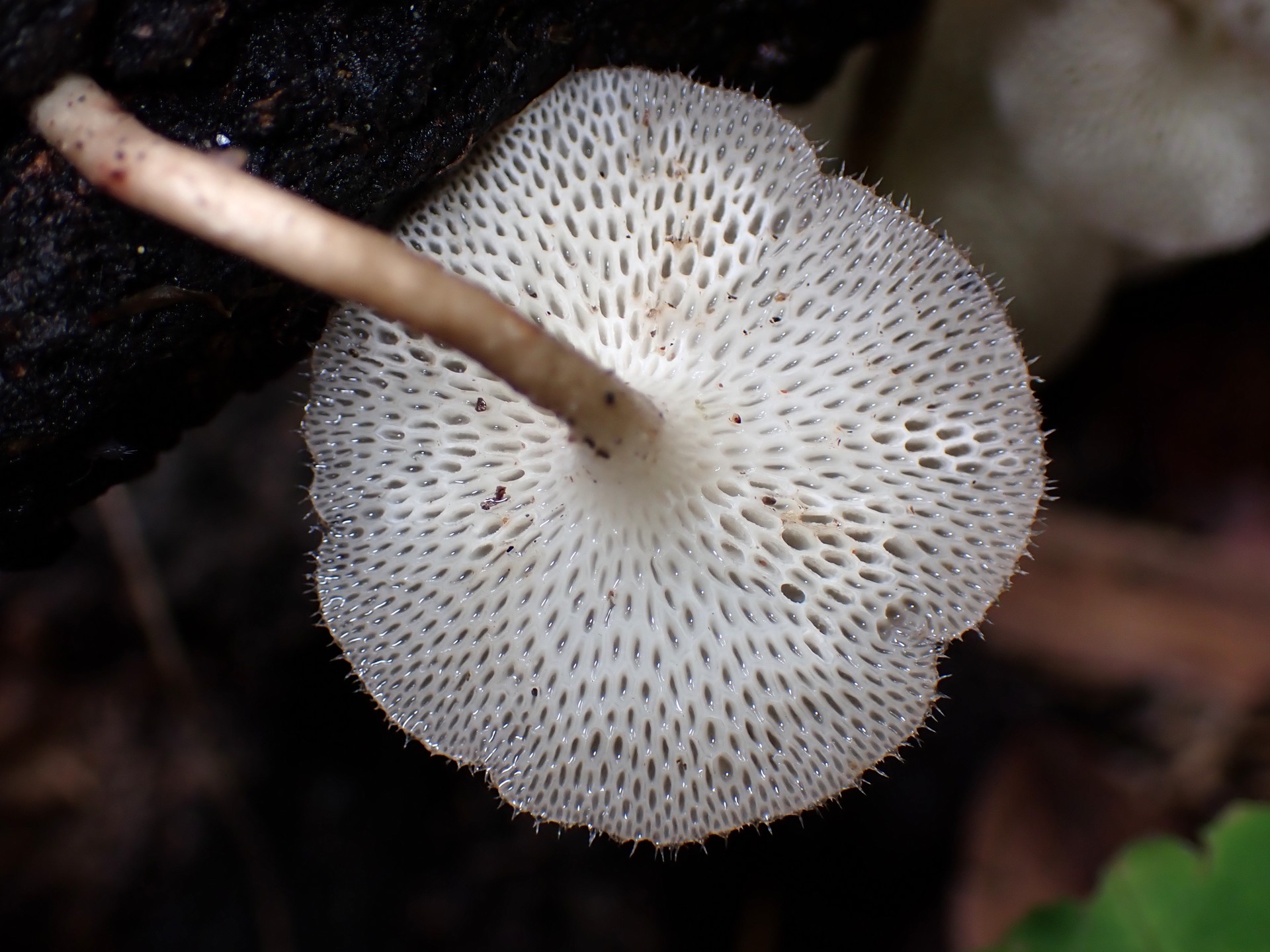 アミスギタケのカサの裏側の高画質写真です。横浜市 青葉区 寺家ふるさと村で、2024年6月3日に撮影したものです。