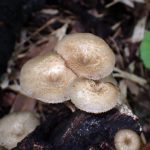 アミスギタケのカサ の高画質写真です。横浜市 青葉区 寺家ふるさと村で、2024年6月3日に撮影したものです。