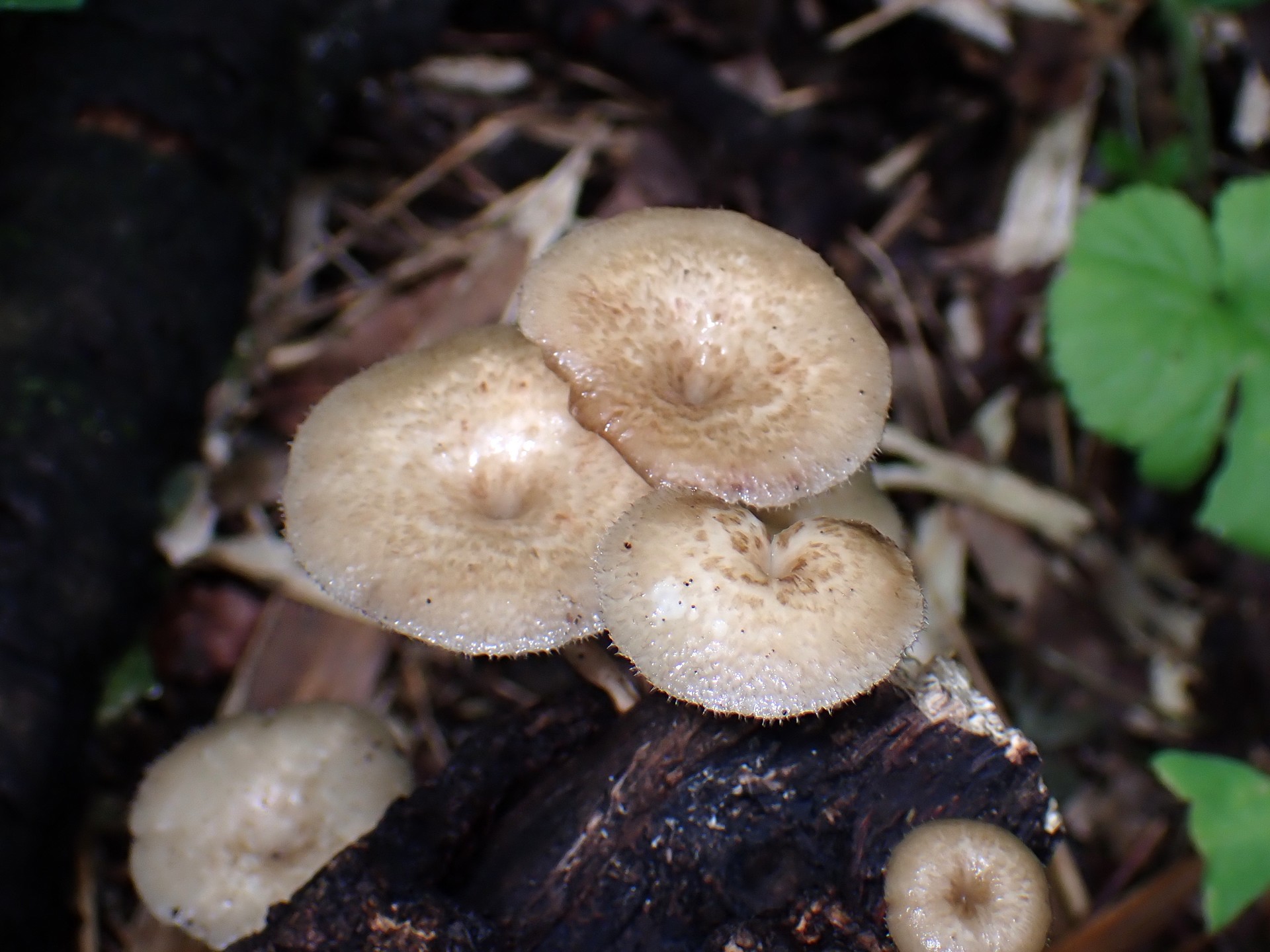 アミスギタケのカサ の高画質写真です。横浜市 青葉区 寺家ふるさと村で、2024年6月3日に撮影したものです。