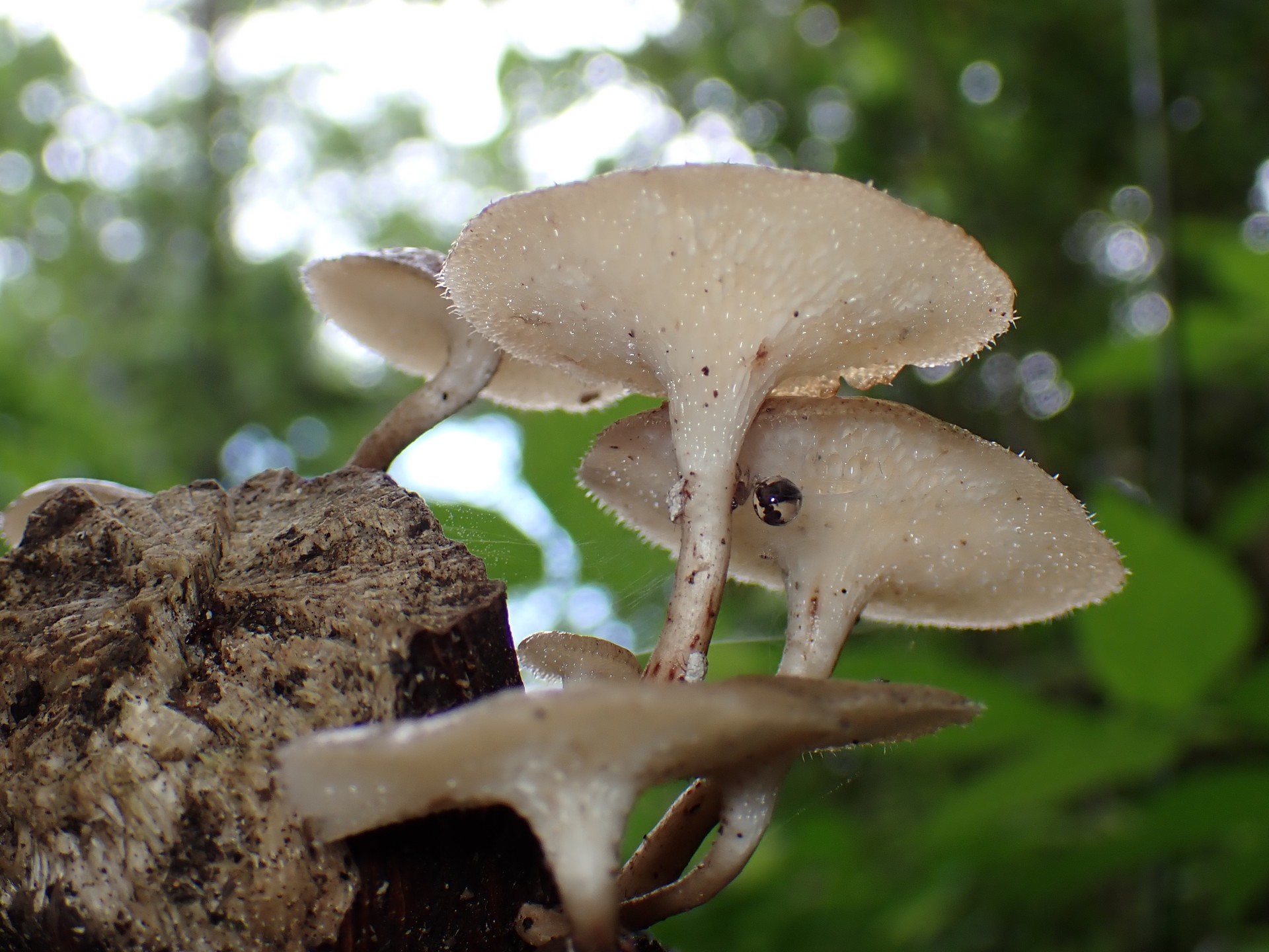 アミスギタケのカサを横から見た高画質写真です。横浜市 青葉区 寺家ふるさと村で、2024年6月3日に撮影したものです。