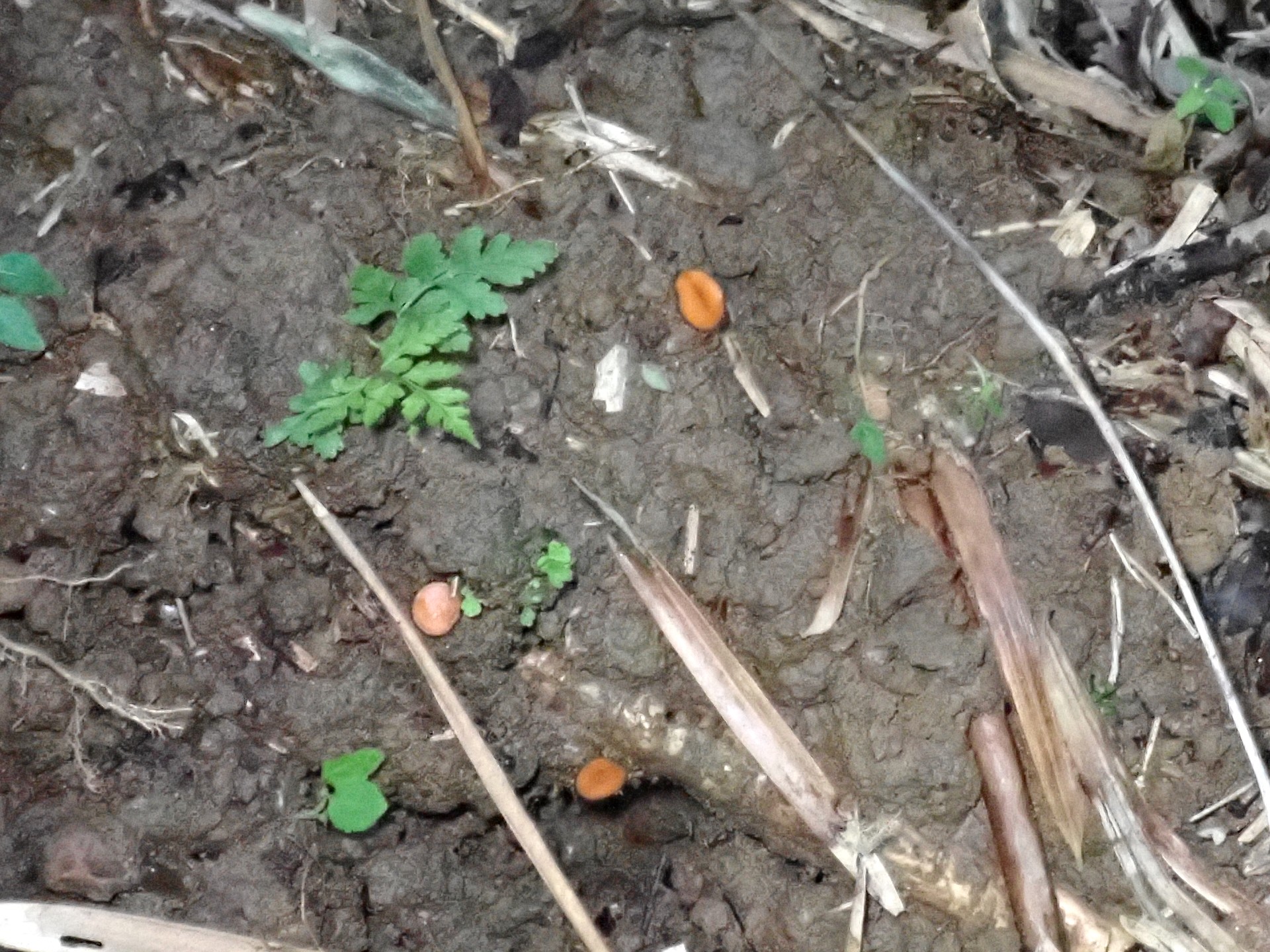 アラゲコベニチャワンタケ の写真です。横浜市で、2024年6月19日に撮影したものです。