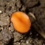 アラゲコベニチャワンタケ の高画質写真です。横浜市で、2024年6月19日に撮影したものです。