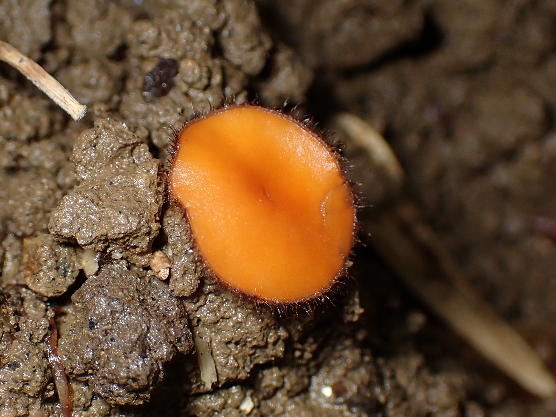 アラゲコベニチャワンタケ の高画質写真です。横浜市で、2024年6月19日に撮影したものです。