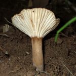 ベニタケ科 チチタケの仲間のカサの裏、柄 の高画質写真です。横浜市で、2024年6月15日に撮影したものです。