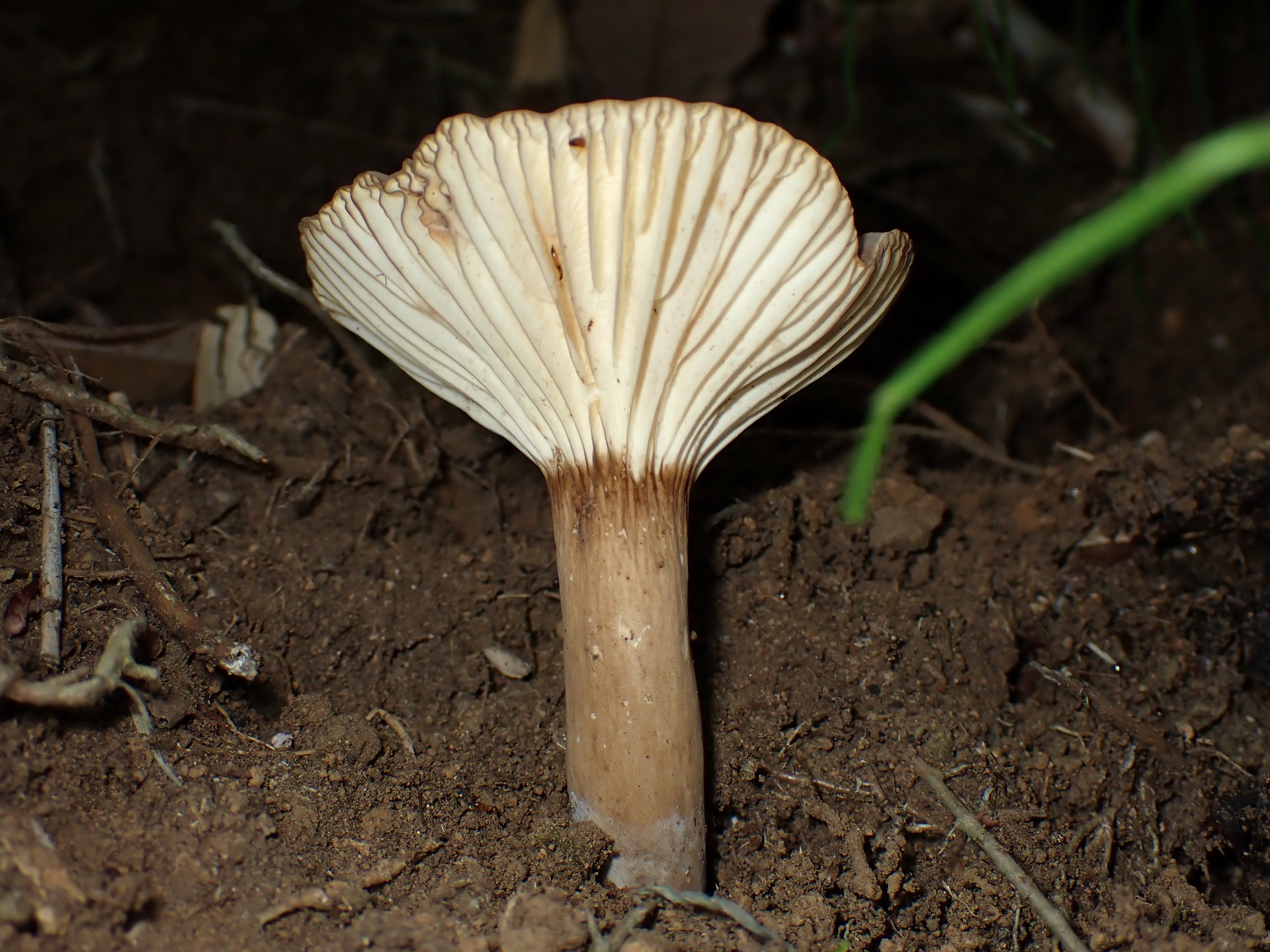 ベニタケ科 チチタケの仲間のカサの裏、柄 の高画質写真です。横浜市で、2024年6月15日に撮影したものです。