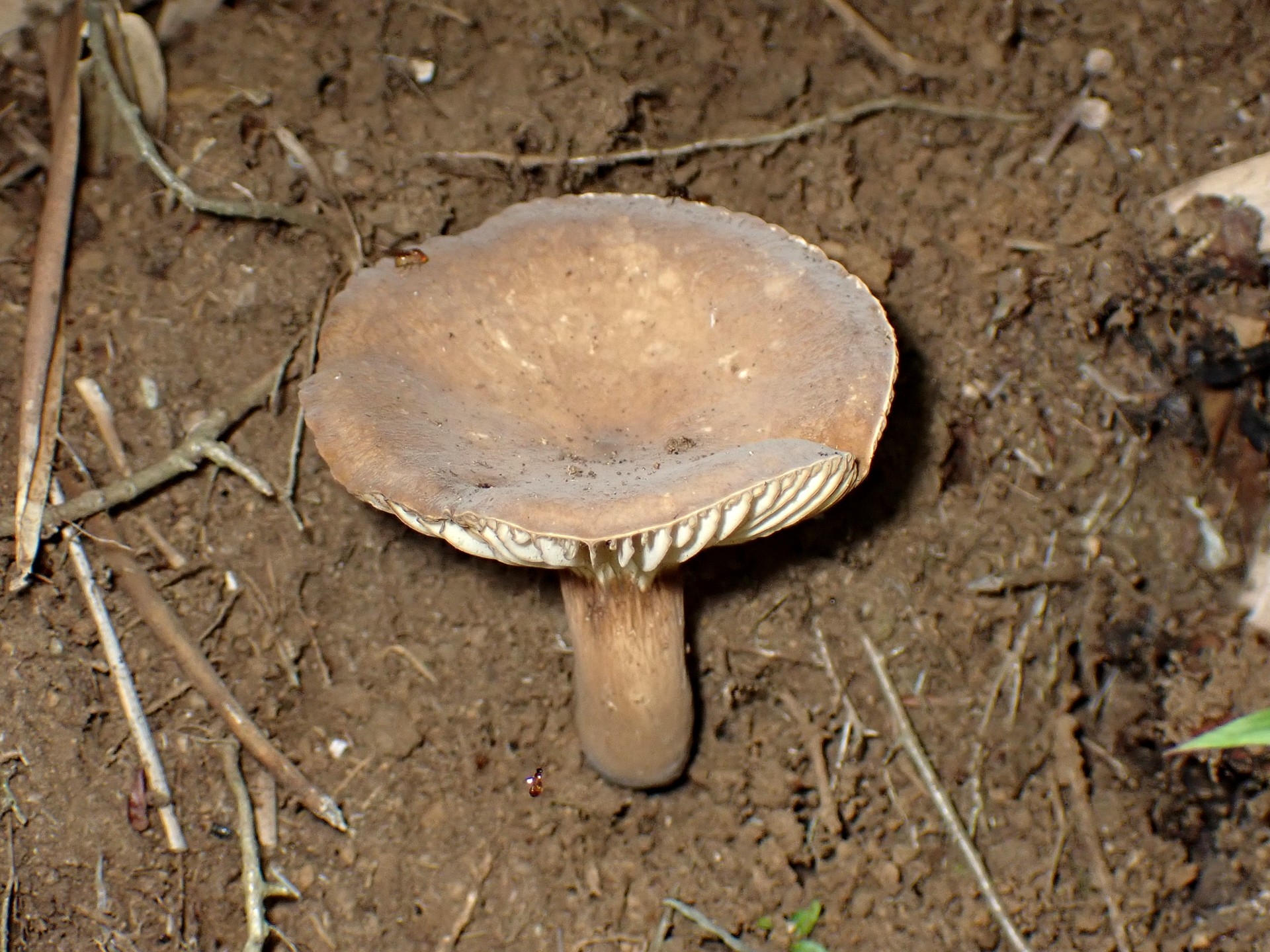 ベニタケ科 チチタケの仲間のカサ の高画質写真です。横浜市で、2024年6月15日に撮影したものです。