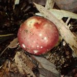 ベニタケの仲間の高画質写真です。横浜市で、2024年6月19日に撮影したものです。