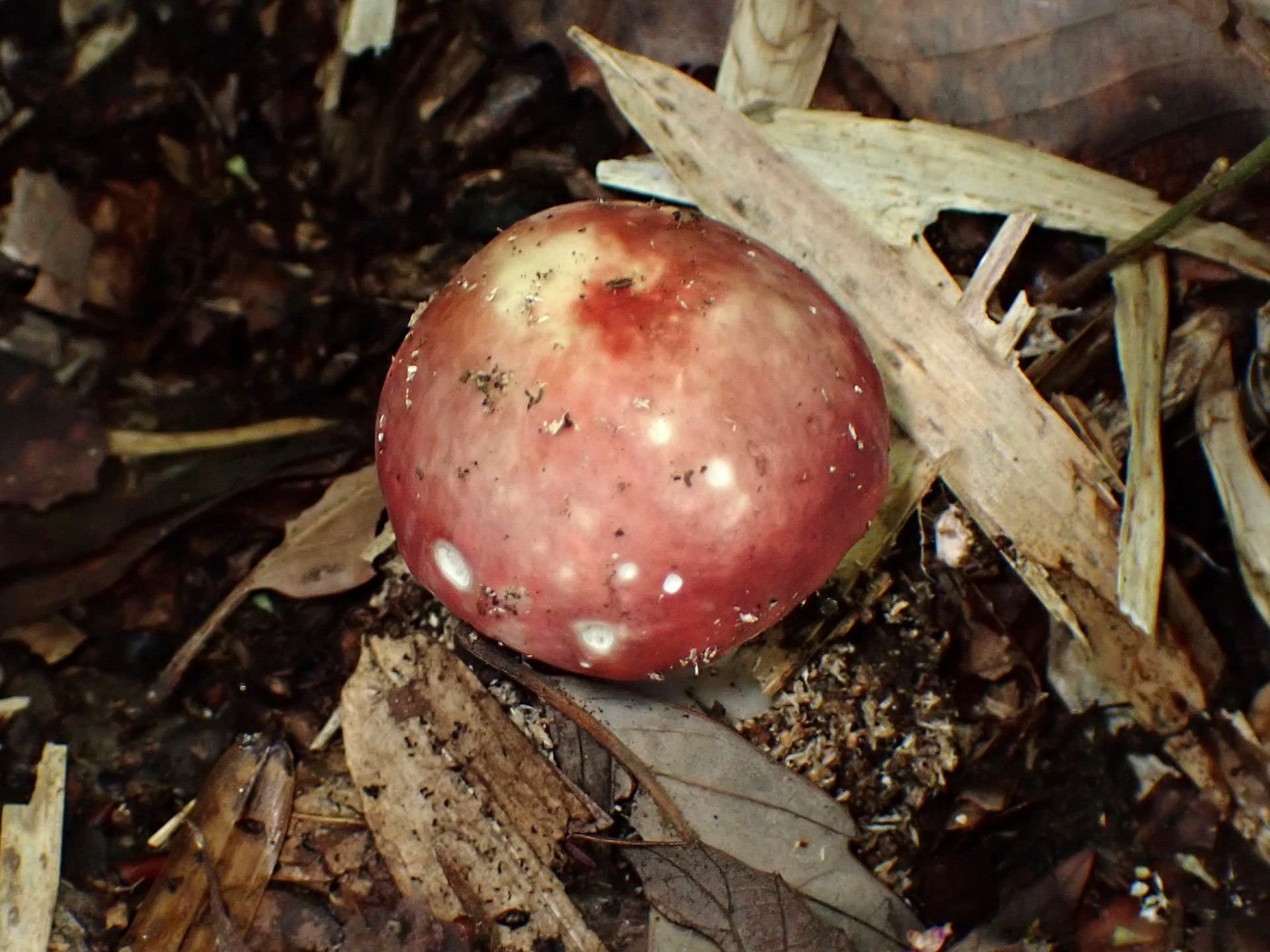 ベニタケの仲間の高画質写真です。横浜市で、2024年6月19日に撮影したものです。