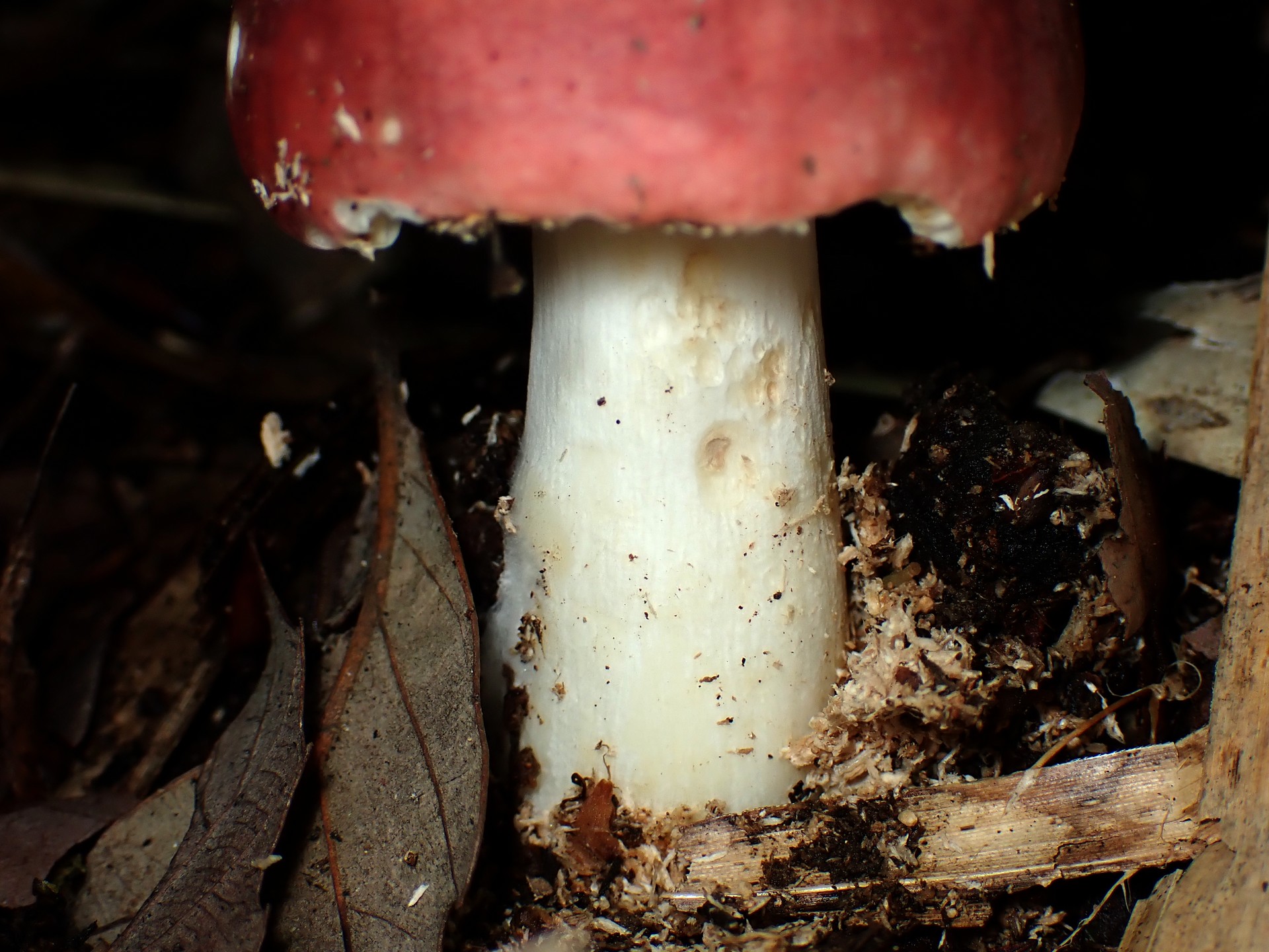 ベニタケの仲間の高画質写真です。横浜市で、2024年6月19日に撮影したものです。