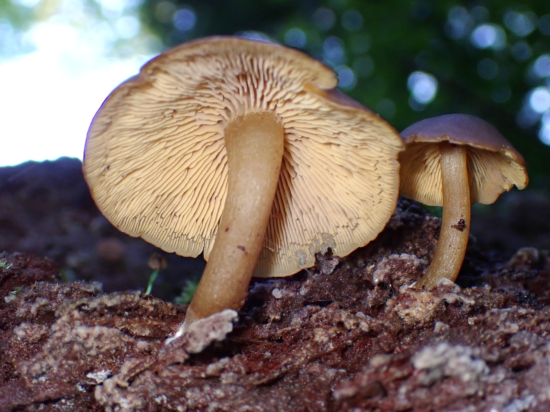 茶色のきのこ の高画質写真です。横浜市 青葉区 寺家ふるさと村で、2024年6月5日に撮影したものです。