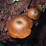 茶色のきのこ の高画質写真です。横浜市 青葉区 寺家ふるさと村で、2024年6月5日に撮影したものです。