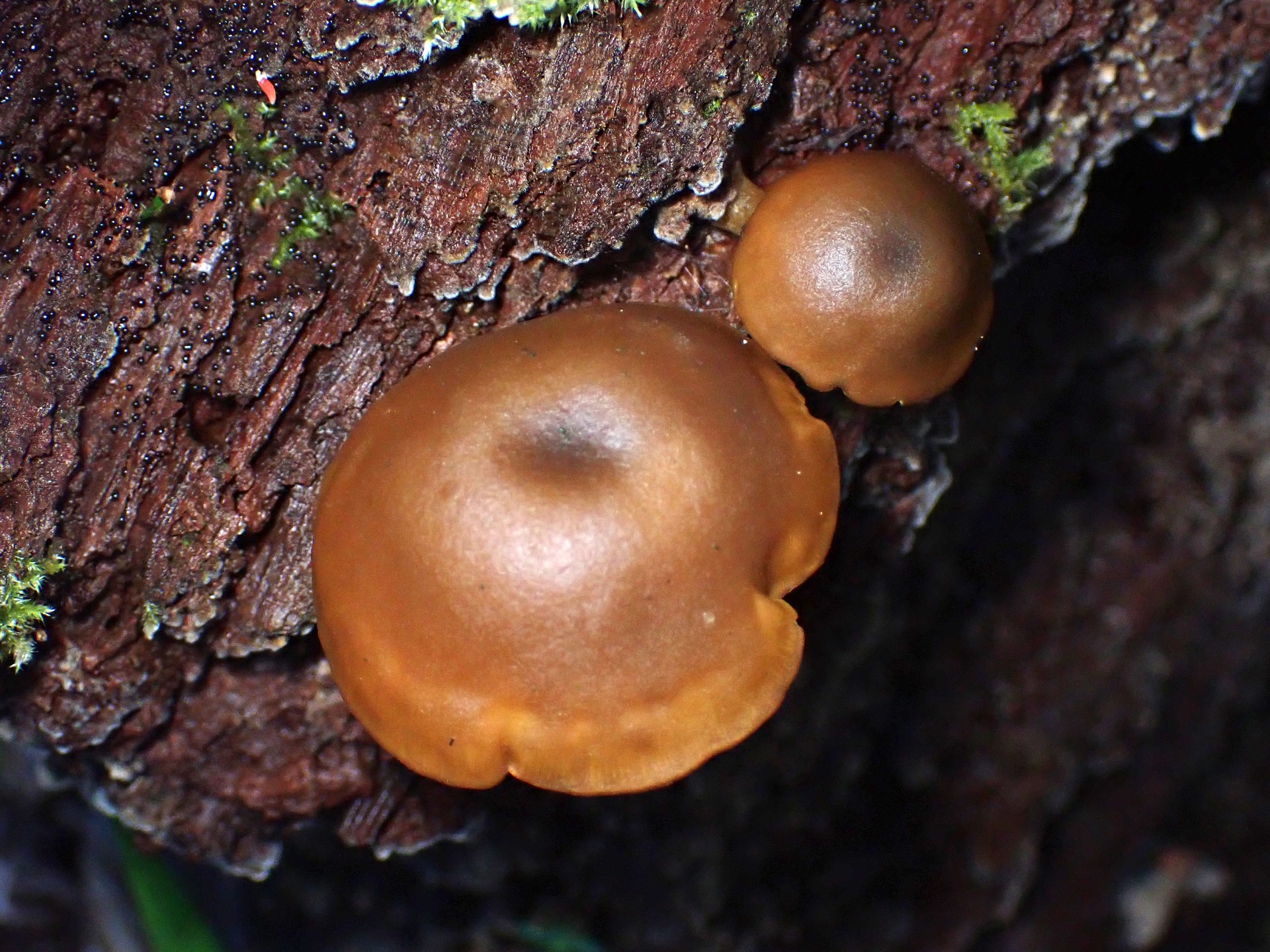 茶色のきのこ の高画質写真です。横浜市 青葉区 寺家ふるさと村で、2024年6月5日に撮影したものです。