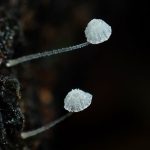 小さいきのこの高画質写真です。横浜市で、2024年6月24日に撮影したものです。