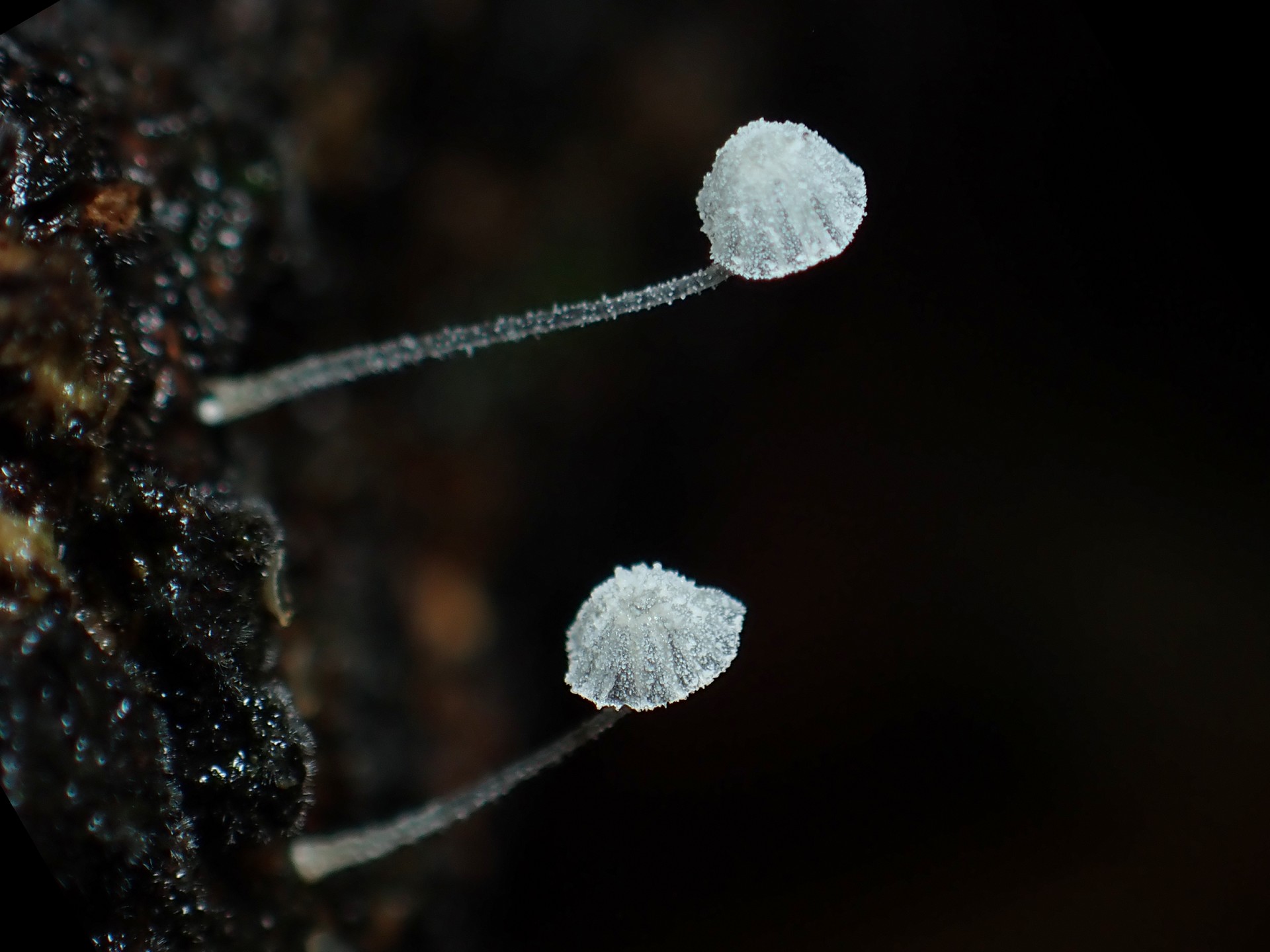 小さいきのこの高画質写真です。横浜市で、2024年6月24日に撮影したものです。