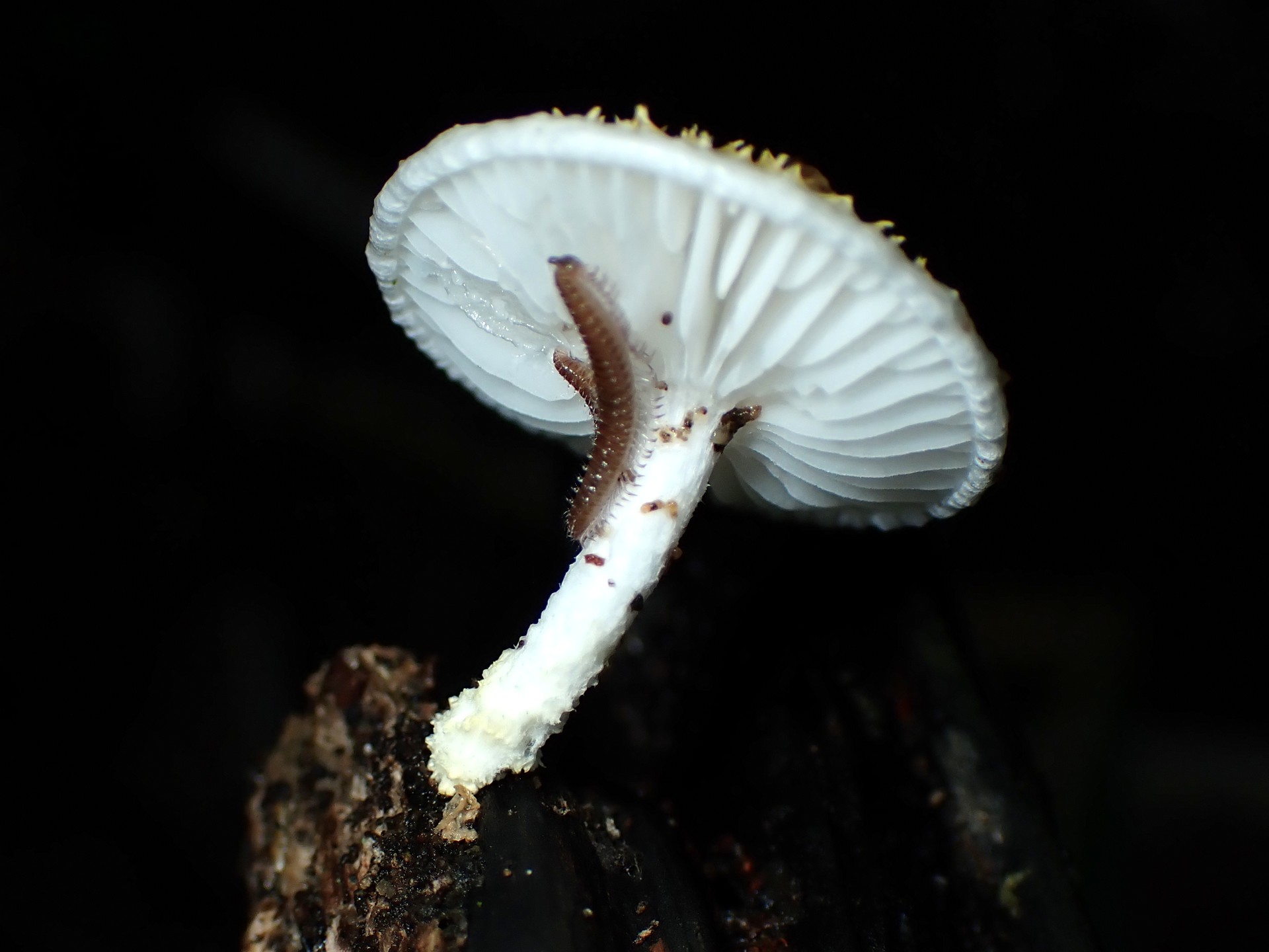 ダイダイガサのヒダ、柄 の高画質写真です。横浜市で、2024年6月19日に撮影したものです。