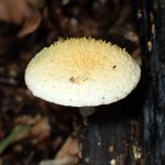 ダイダイガサのカサ の高画質写真です。横浜市で、2024年6月19日に撮影したものです。