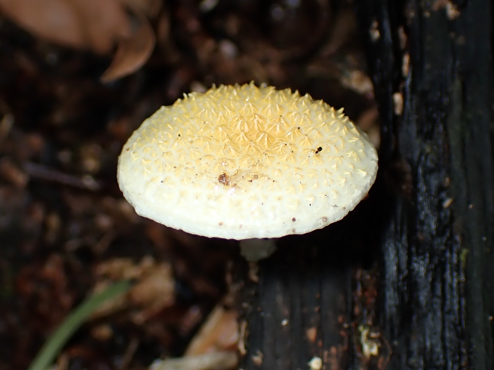 ダイダイガサのカサ の高画質写真です。横浜市で、2024年6月19日に撮影したものです。