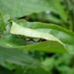 ダイミョウセセリ のさなぎの写真です。横浜市で、2024年6月22日に撮影したものです。