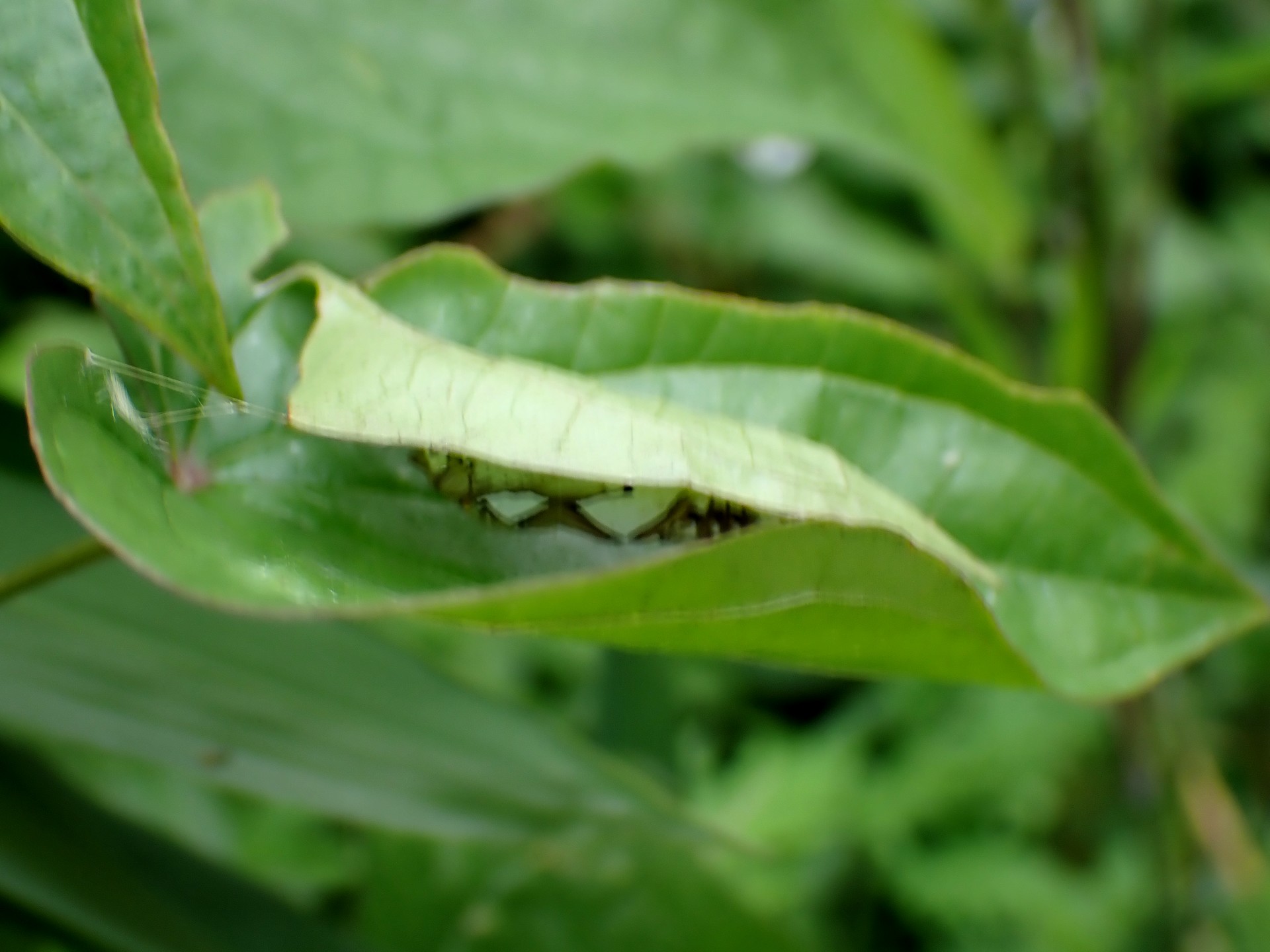 ダイミョウセセリ のさなぎの写真です。横浜市で、2024年6月22日に撮影したものです。