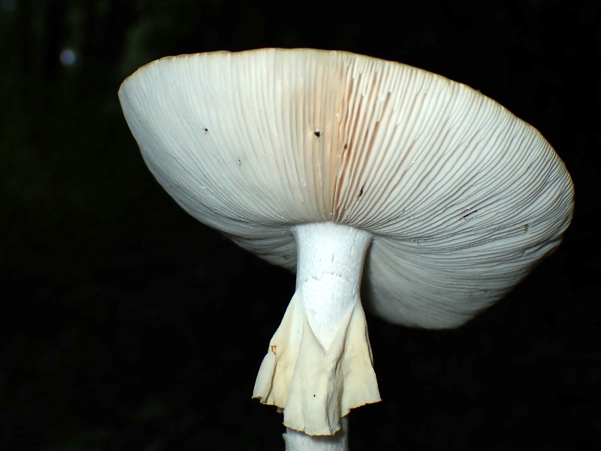 ドクツルタケ のヒダ の高画質写真です。横浜市で、2024年6月17日に撮影したものです。