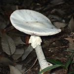 ドクツルタケ のカサ の高画質写真です。横浜市で、2024年6月17日に撮影したものです。