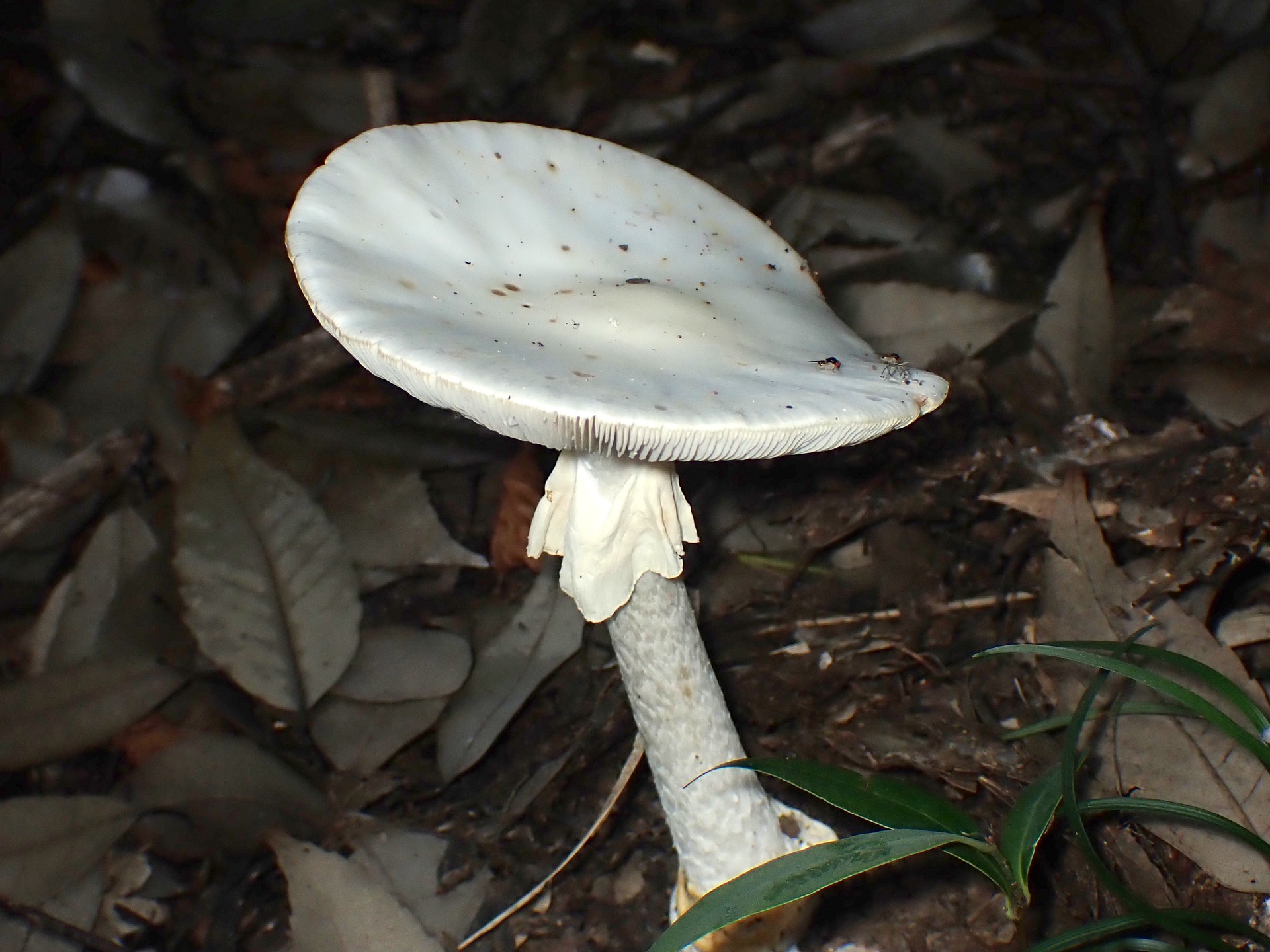 ドクツルタケ のカサ の高画質写真です。横浜市で、2024年6月17日に撮影したものです。