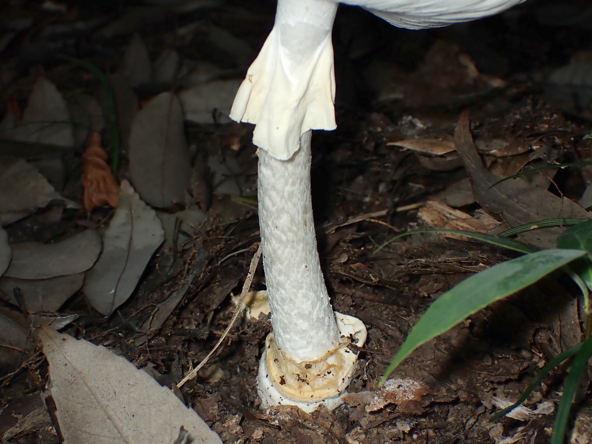 ドクツルタケ のツバ、柄 の高画質写真です。横浜市で、2024年6月17日に撮影したものです。