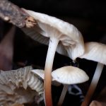 柄が白～赤茶色のグラデーションの種類不明のきのこ の高画質写真です。横浜市 青葉区 寺家ふるさと村で、2024年6月4日に撮影したものです。