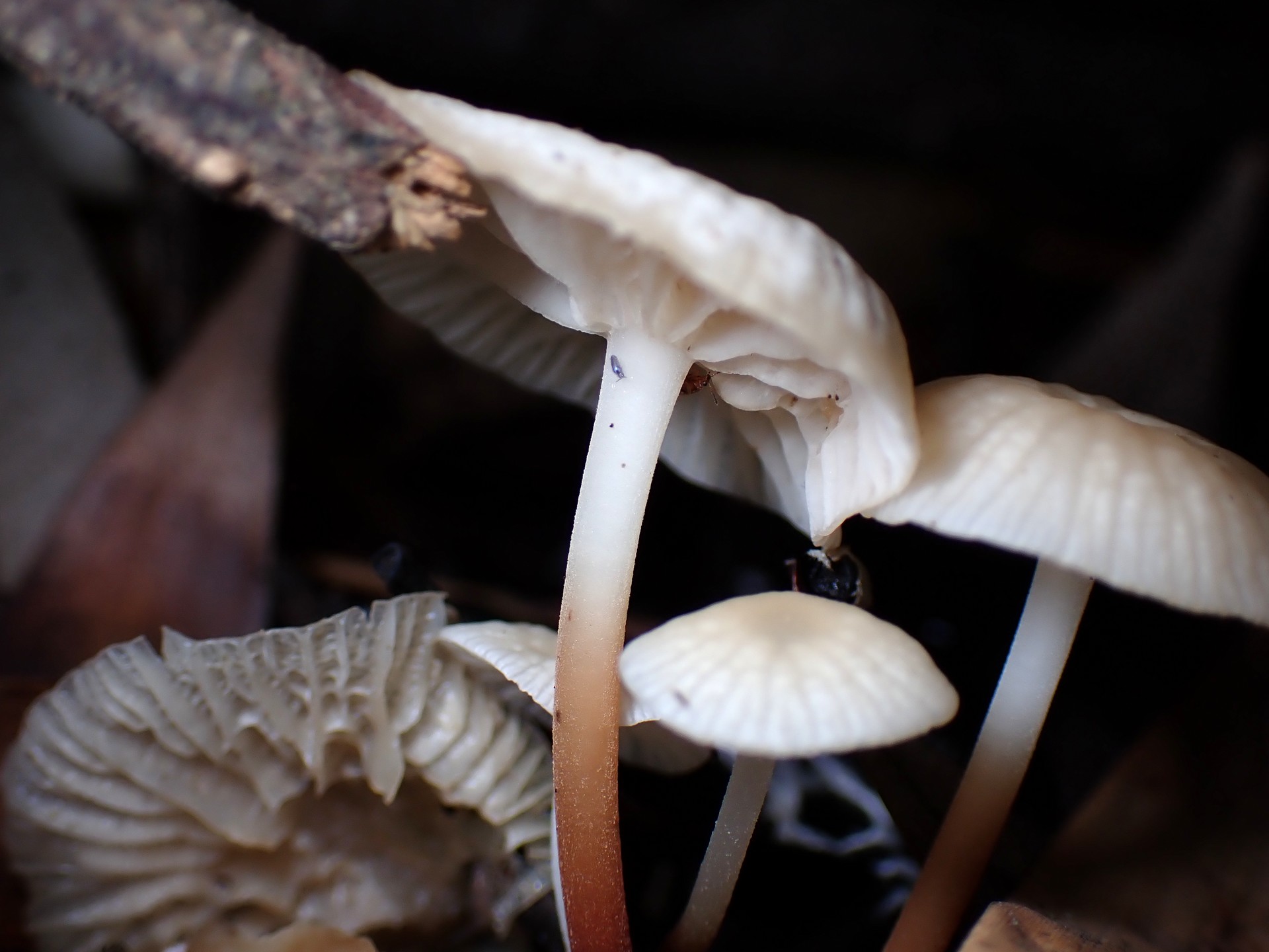 柄が白～赤茶色のグラデーションの種類不明のきのこ の高画質写真です。横浜市 青葉区 寺家ふるさと村で、2024年6月4日に撮影したものです。