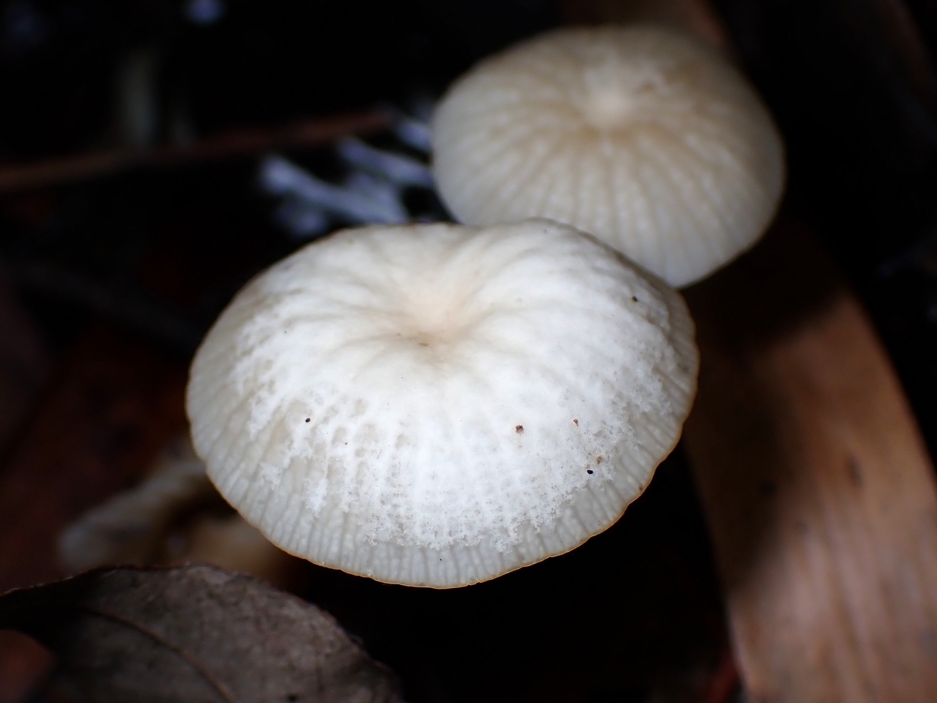 柄が白～赤茶色のグラデーションの種類不明のきのこ の高画質写真です。横浜市 青葉区 寺家ふるさと村で、2024年6月4日に撮影したものです。