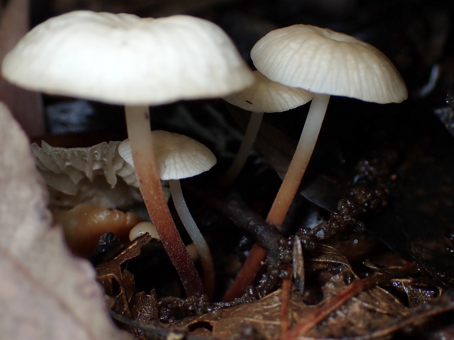 柄が白～赤茶色のグラデーションの種類不明のきのこ の高画質写真です。横浜市 青葉区 寺家ふるさと村で、2024年6月4日に撮影したものです。