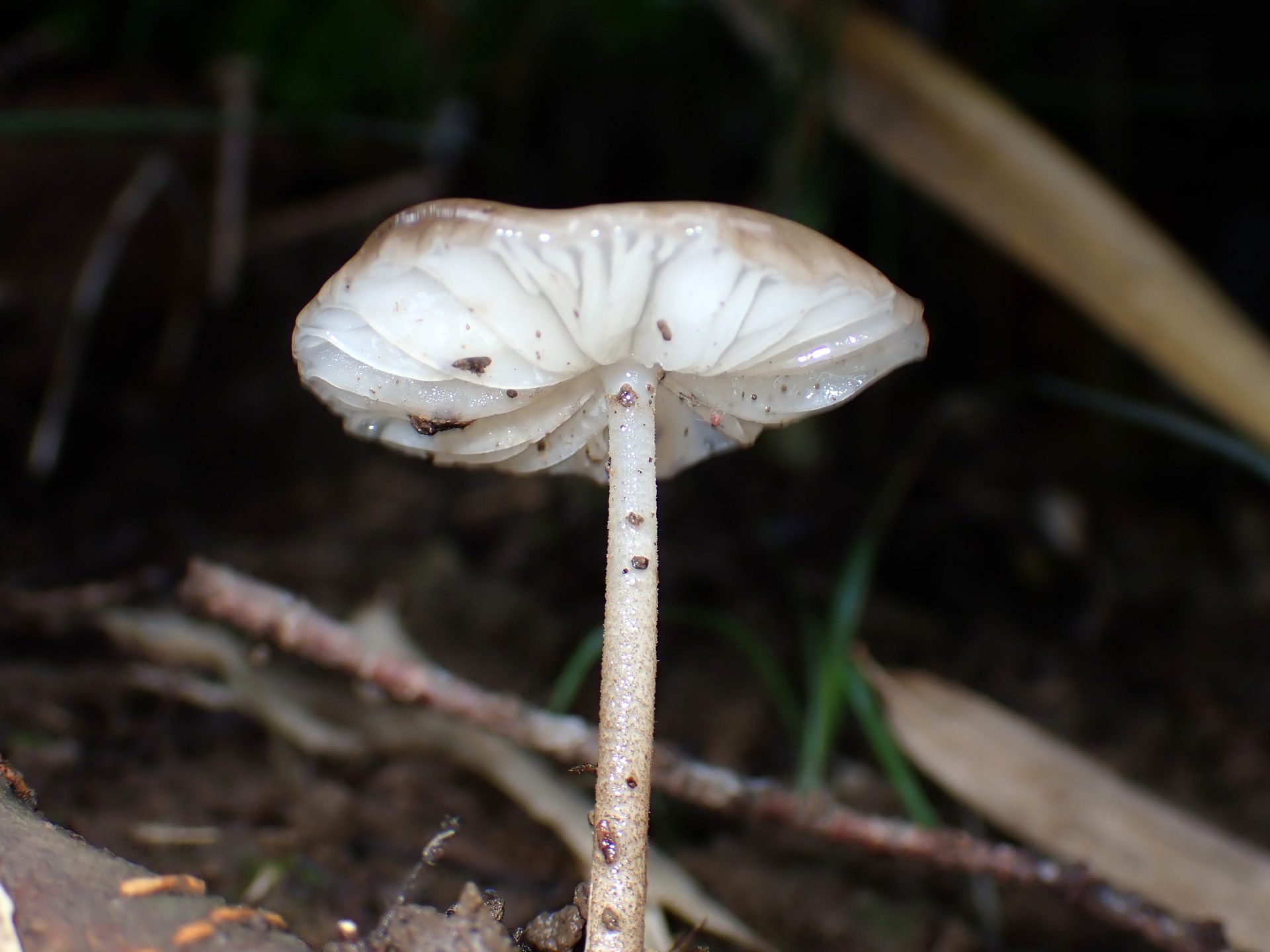 クヌギタケ似の不明きのこ の高画質写真です。横浜市 青葉区 寺家ふるさと村で、2024年6月3日に撮影したものです。