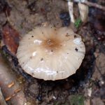 クヌギタケ似の不明きのこ の高画質写真です。横浜市 青葉区 寺家ふるさと村で、2024年6月3日に撮影したものです。