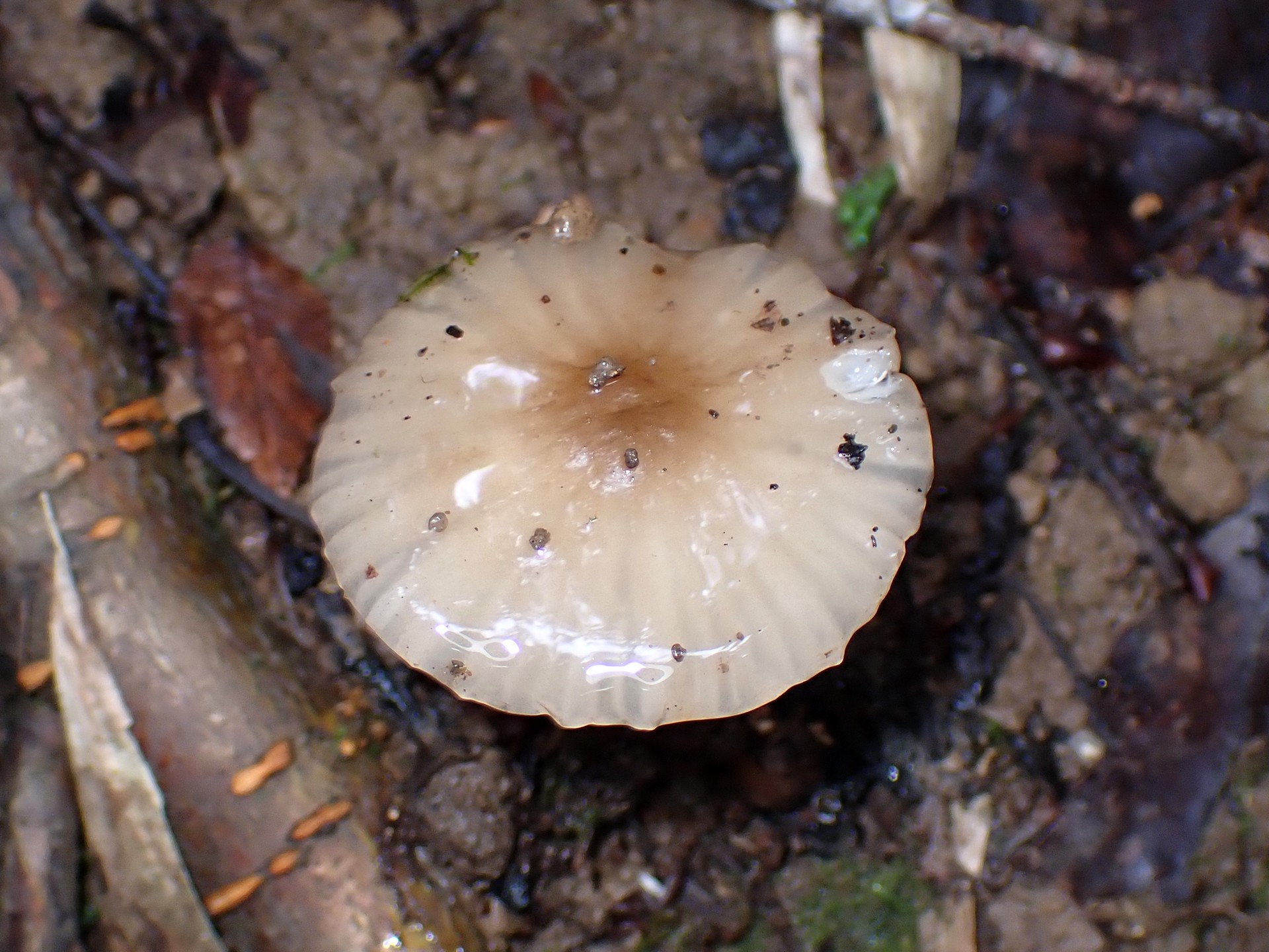 クヌギタケ似の不明きのこ の高画質写真です。横浜市 青葉区 寺家ふるさと村で、2024年6月3日に撮影したものです。
