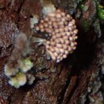 不明-密集たまご形の何か の写真です。横浜市 青葉区 寺家ふるさと村で、2024年6月5日に撮影したものです。