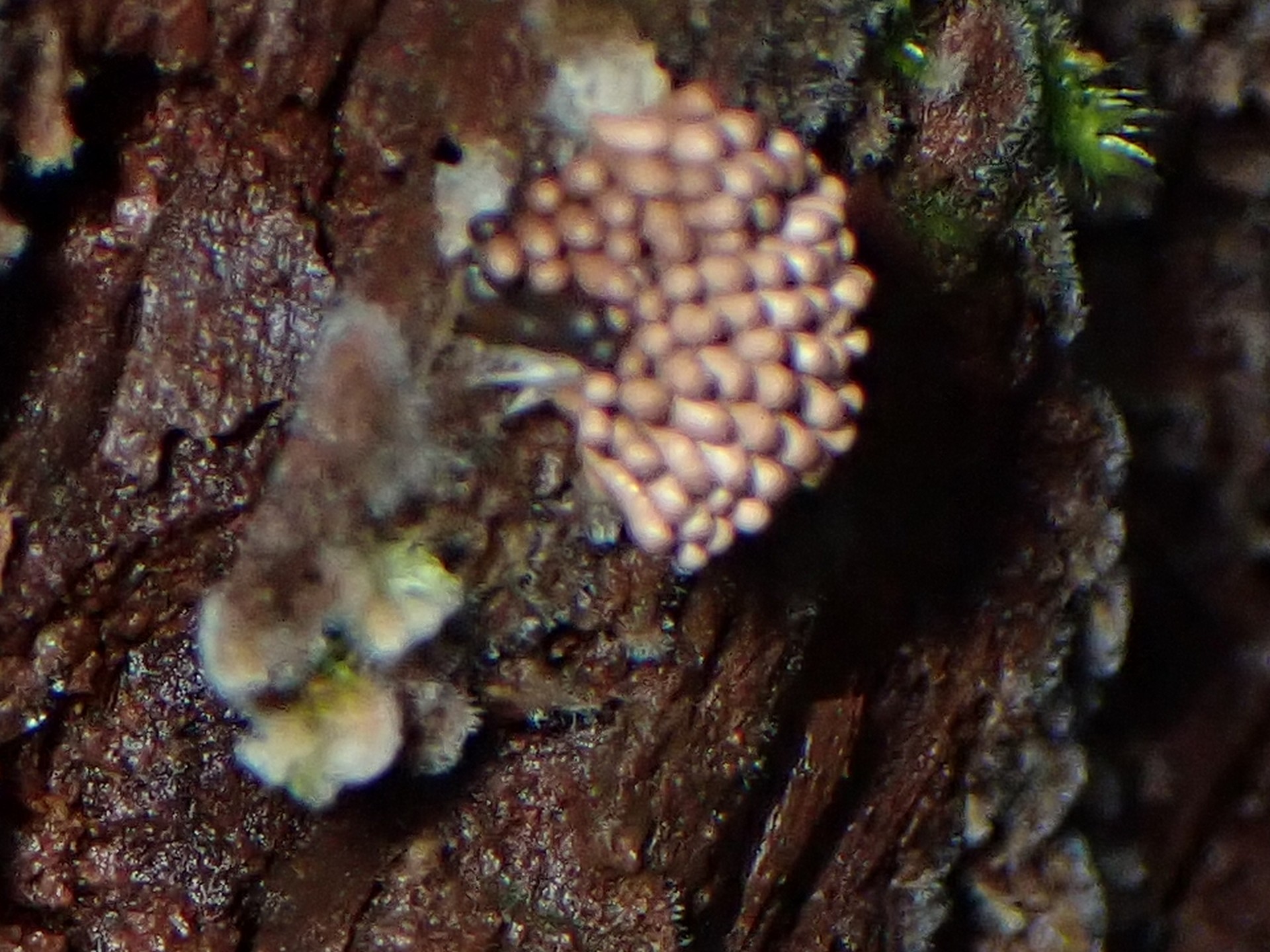 不明-密集たまご形の何か の写真です。横浜市 青葉区 寺家ふるさと村で、2024年6月5日に撮影したものです。